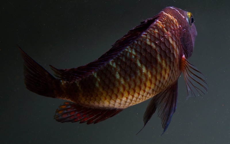 Tropheus moorii 'Kapere'